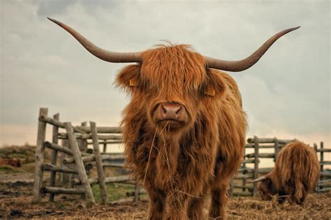 highland cow wallpaper